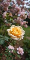 Yellow rose blooming in a garden surrounded by pink flowers during daylight hours photo