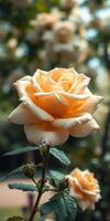 Delicate peach rose blooms in a garden showcasing natural beauty and elegant petals during a sunny day photo