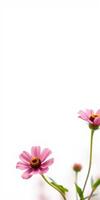 Delicate pink flowers blooming against a soft white background in a serene garden setting during springtime photo