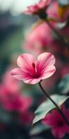 Pink hibiscus flower with vibrant petals blooming in a lush garden setting near the coastline during a sunny afternoon photo