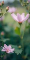 Beautiful pink flowers blooming in a garden during springtime with soft focus background photo