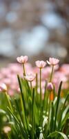 Spring blooms in a garden with vibrant pink flowers and lush green grass under soft sunlight photo
