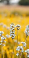 Colorful field of white and yellow flowers in full bloom during a sunny day in springtime photo