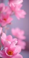 Soft pink magnolia flowers bloom in a serene setting, creating a peaceful atmosphere in springtime photo