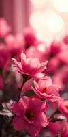 Vibrant pink flowers blooming in a garden setting during daylight hours photo