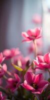 Beautiful pink flowers bloom in soft sunlight, creating a serene atmosphere in a tranquil indoor setting photo