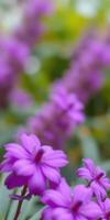 Vibrant purple flowers blooming in a lush garden during the spring season with a dreamy bokeh effect in the background photo