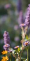 Vibrant purple and yellow flowers blooming in a serene garden setting during late spring photo