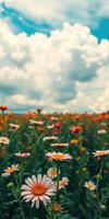 Colorful wildflower field under a blue sky with clouds on a sunny day in springtime photo
