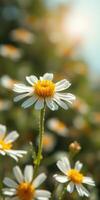 Bright white daisies bloom in a sunny garden, showcasing nature's beauty during springtime photo