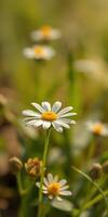 Beautiful daisies blooming in a vibrant green field during a sunny spring afternoon photo
