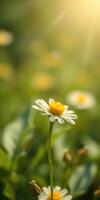 Bright daisies blooming in a sunlit field during springtime photo