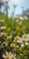 Close-up view of white flowers with yellow centers blooming in a lush green field under bright blue sky photo