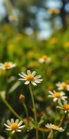 Vibrant daisies bloom in a sunlit meadow during springtime, showcasing nature's beauty photo