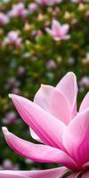 Beautiful pink magnolia flower blooming in a vibrant garden setting during springtime photo