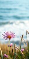 Pink flower blooming by the ocean shore during a sunny day near the coastline photo