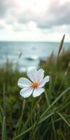 Delicate white flower blooms near the shoreline under cloudy skies at the coast photo
