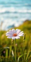 Beautiful daisy blooming near the ocean during golden hour on a warm afternoon photo