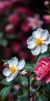 White and pink flowers bloom in a vibrant garden surrounded by lush greenery during springtime photo