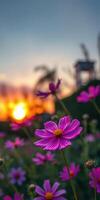 Vibrant pink flowers bloom under a sunset sky with silhouettes in the background photo