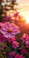 Beautiful pink cosmos flowers bloom at sunset in a serene garden setting photo