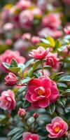 Vibrant pink flowers blooming in a lush garden during spring time photo