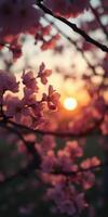 Blossoming cherry tree at sunset with warm colors illuminating the sky and flowers in delicate bloom photo