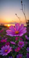 Beautiful flowers blooming at sunset in a vibrant meadow with soft colors across the sky photo