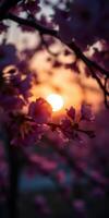 Beautiful sunset filtering through cherry blossom branches in springtime garden photo
