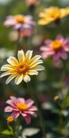 Colorful flowers bloom in a vibrant garden during the warm afternoon sunlight in spring season photo