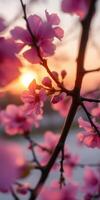 Sunset blossoms illuminate a serene landscape with vibrant pink cherry flowers in full bloom photo