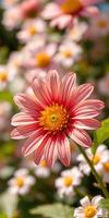Bright red and white daisy flowers bloom in a vibrant garden during the sunny afternoon in spring photo