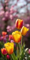 Bright yellow and red tulips bloom in a vibrant spring garden filled with colorful blossoms photo