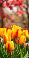 Vibrant tulips bloom in spring garden filled with colorful flowers under soft sunlight photo