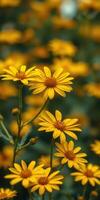 Beautiful field of vibrant yellow flowers in full bloom during sunny afternoon in a garden photo
