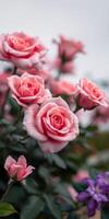 Beautiful pink roses blooming in a lush garden during late spring photo
