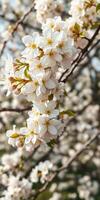 Blooming cherry blossoms in spring sunlight enhance tranquil atmosphere at local park photo