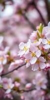 Cherry blossom trees bloom vibrantly in springtime, showcasing delicate pink flowers and fresh green leaves photo