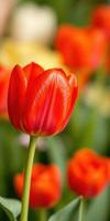 Vibrant red tulip stands out among a colorful flower garden in springtime bloom photo