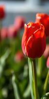 Bright red tulip blooming in a vibrant garden filled with spring flowers under a clear blue sky photo