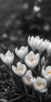 White crocuses with vibrant orange centers bloom in a garden during early spring photo