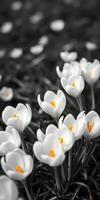 White crocus flowers with yellow centers bloom amongst greenery in a tranquil garden setting during springtime photo