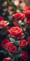 Vibrant red roses in full bloom create a stunning display of nature's beauty in a garden setting photo