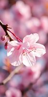 Cherry blossom tree in full bloom during spring season showcasing delicate pink petals against a blue sky photo