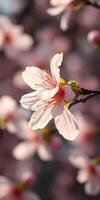 Delicate cherry blossom in full bloom during spring season photo