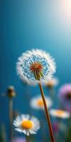 Delicate dandelion puff illuminated by soft light in a serene garden setting photo