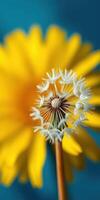 Close-up of dandelion seed head in front of vibrant yellow flower against a blue background photo