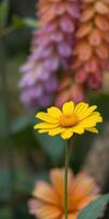 Beautiful yellow flower stands out against a colorful blurred background of blooming flora in a garden during spring photo