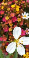 Beautiful white flower blooms amidst vibrant colorful flowers in a garden during springtime photo