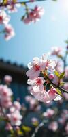 Cherries blossom under bright sunlight in a serene garden setting during springtime photo
